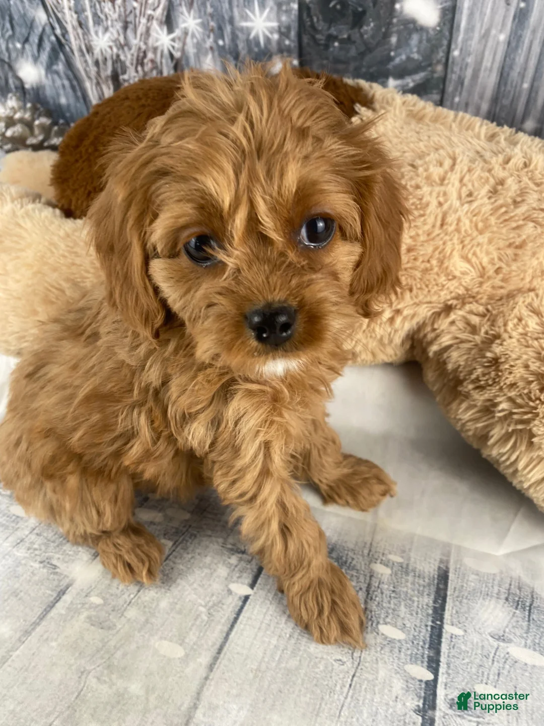 Cavapoo dogs for sale: Rosie - Ad 1