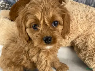 Cavapoo dogs Rosie - Ad 2
