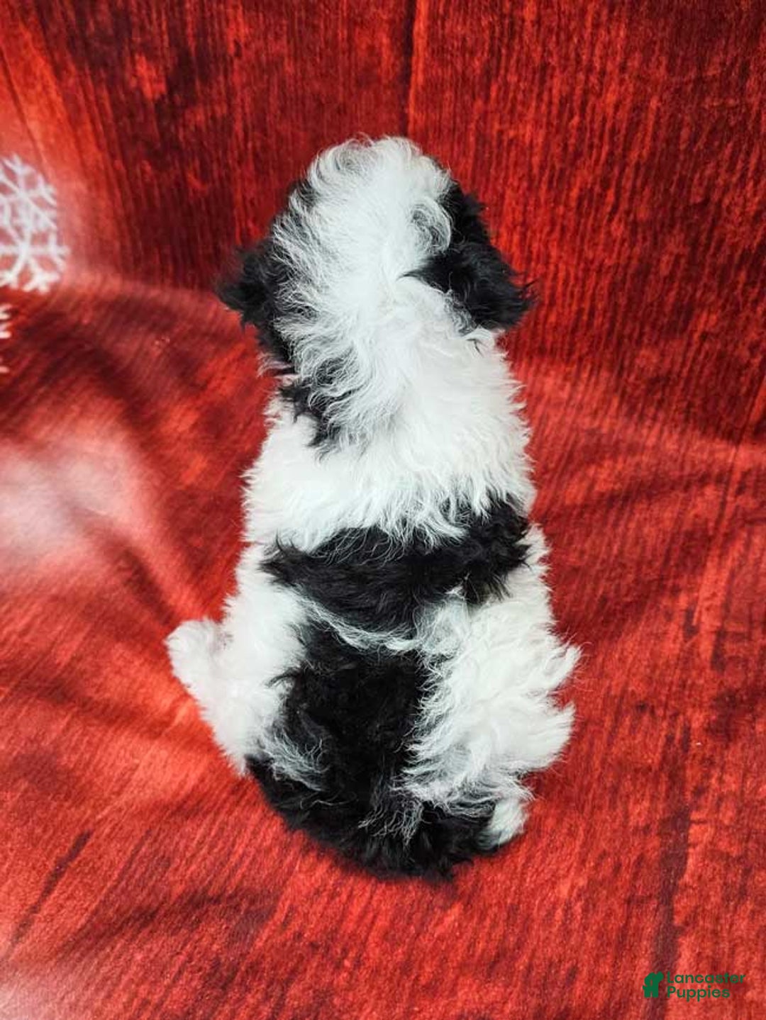 Miniature Poodle dogs for sale: Crispin - Ad 4