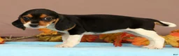 Beagle dogs for sale: Dana - Ad 3