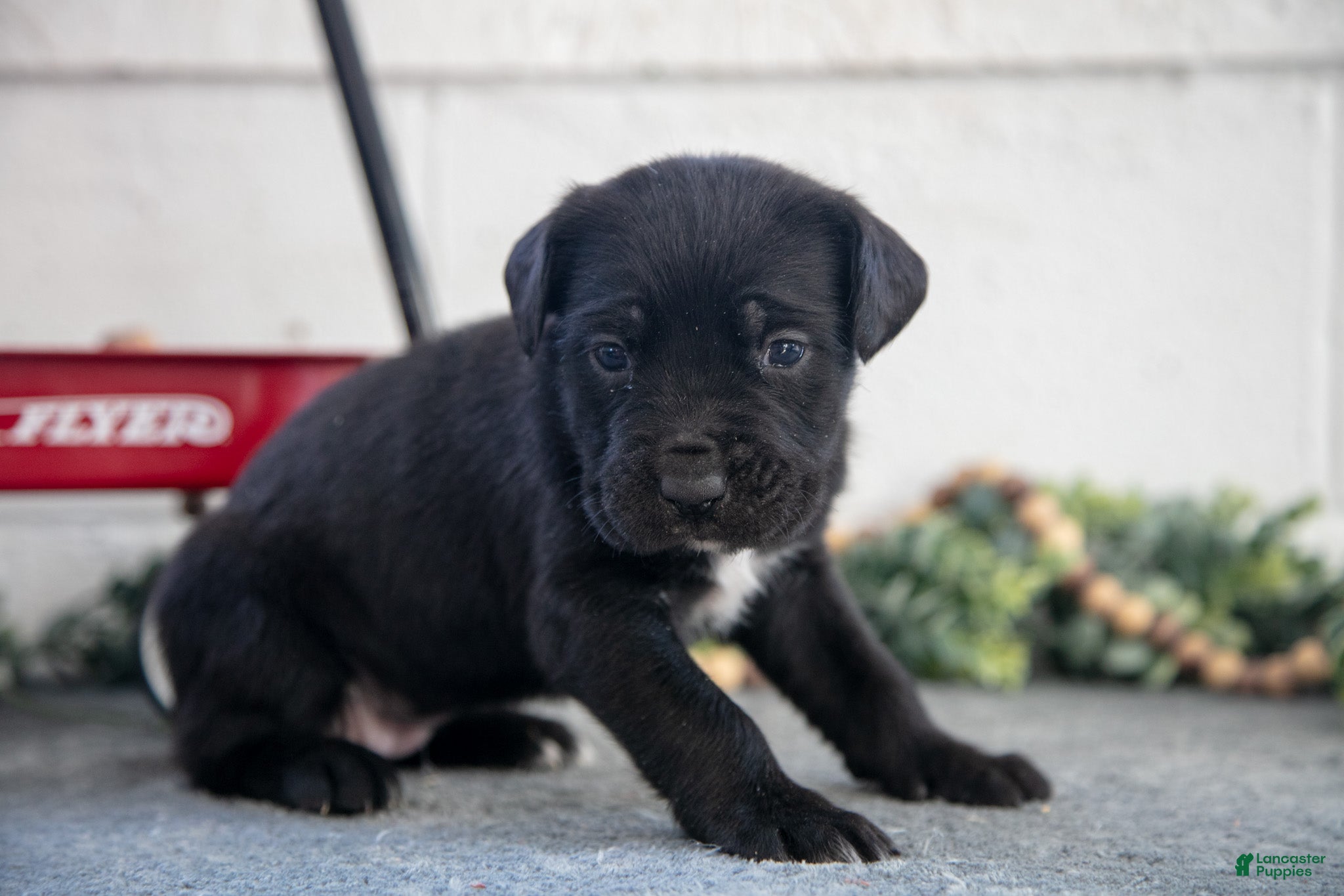 Cane Corso dogs Sierra - Ad 23