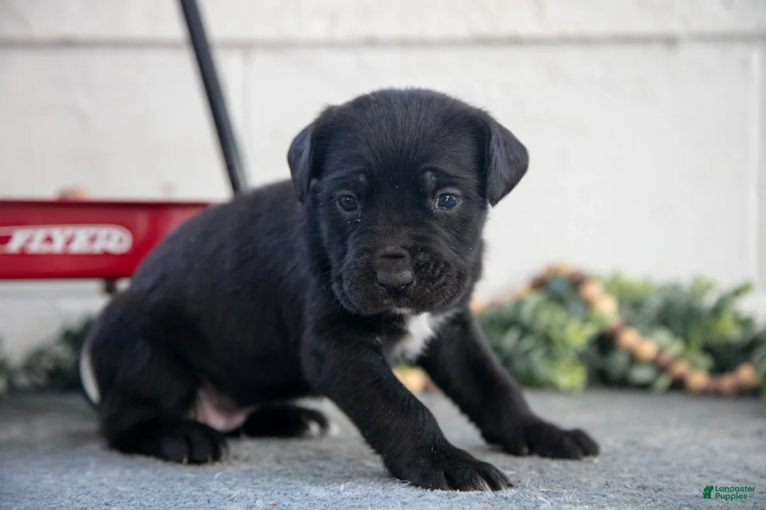 Cane Corso dogs for sale: Sierra - Ad 1