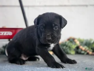 Cane Corso dogs Sierra - Ad 23