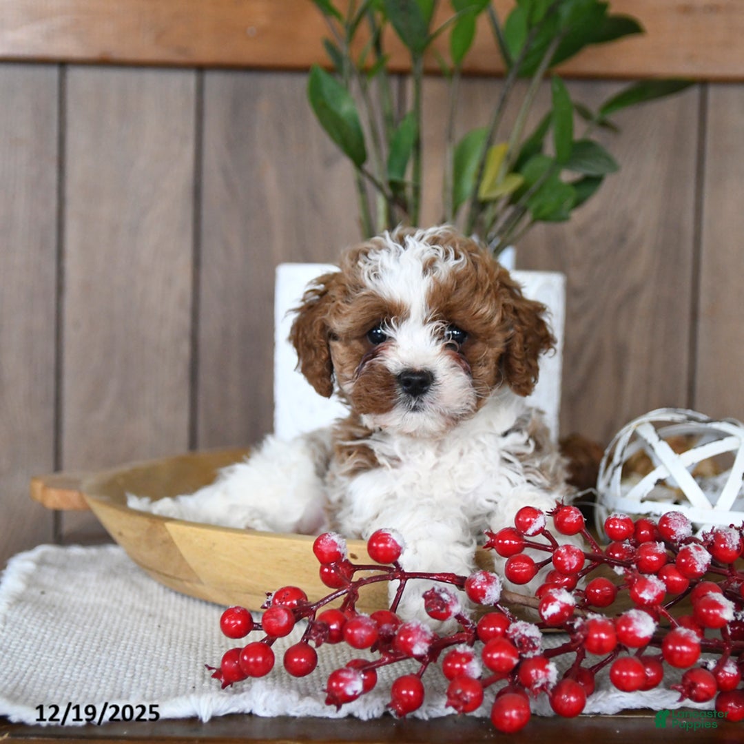 Cavapoo dogs for sale: Clover - Ad 2