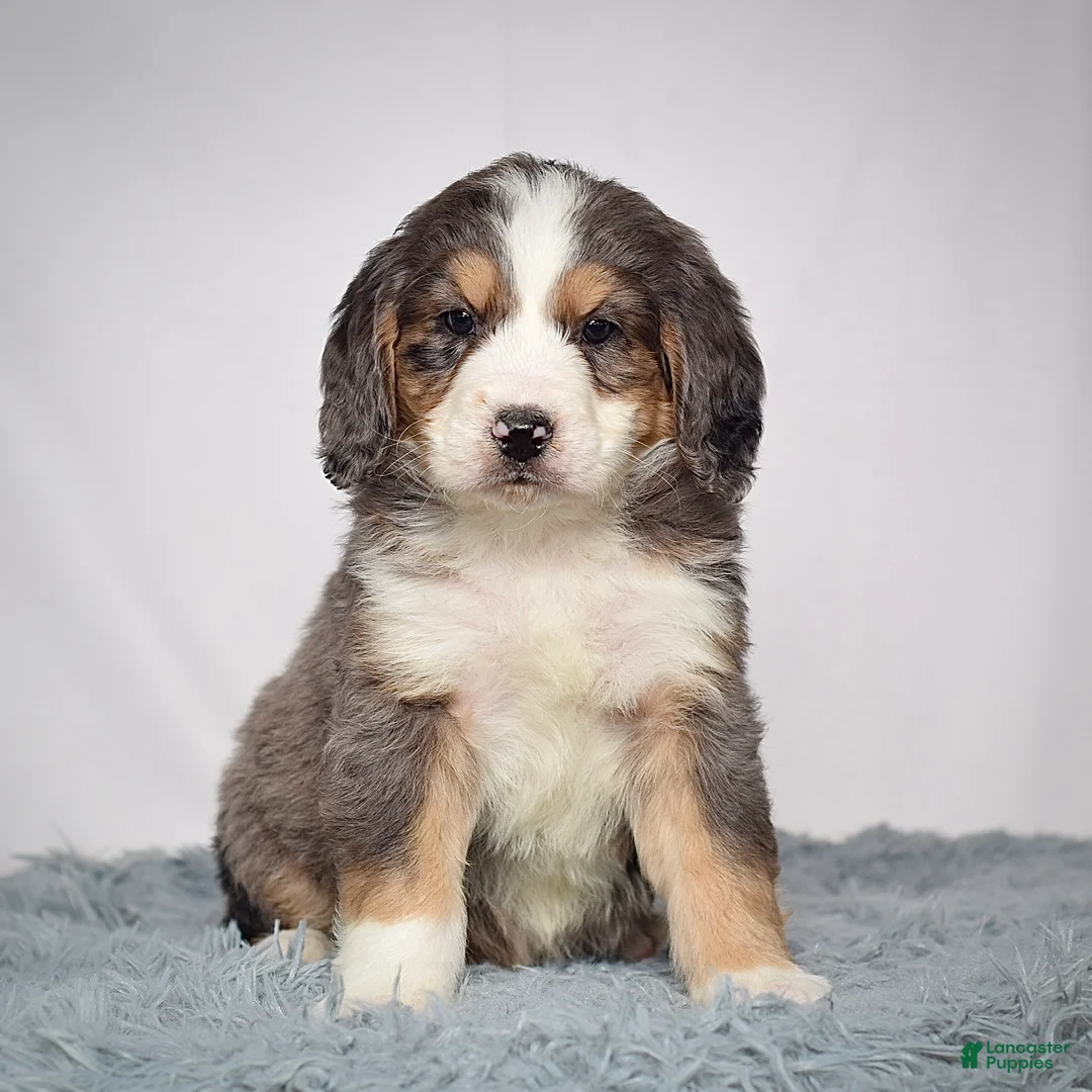 Bernedoodle dogs for sale: Mr. Valentino - Ad 1