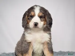 Bernedoodle dogs Mr. Valentino - Ad 4