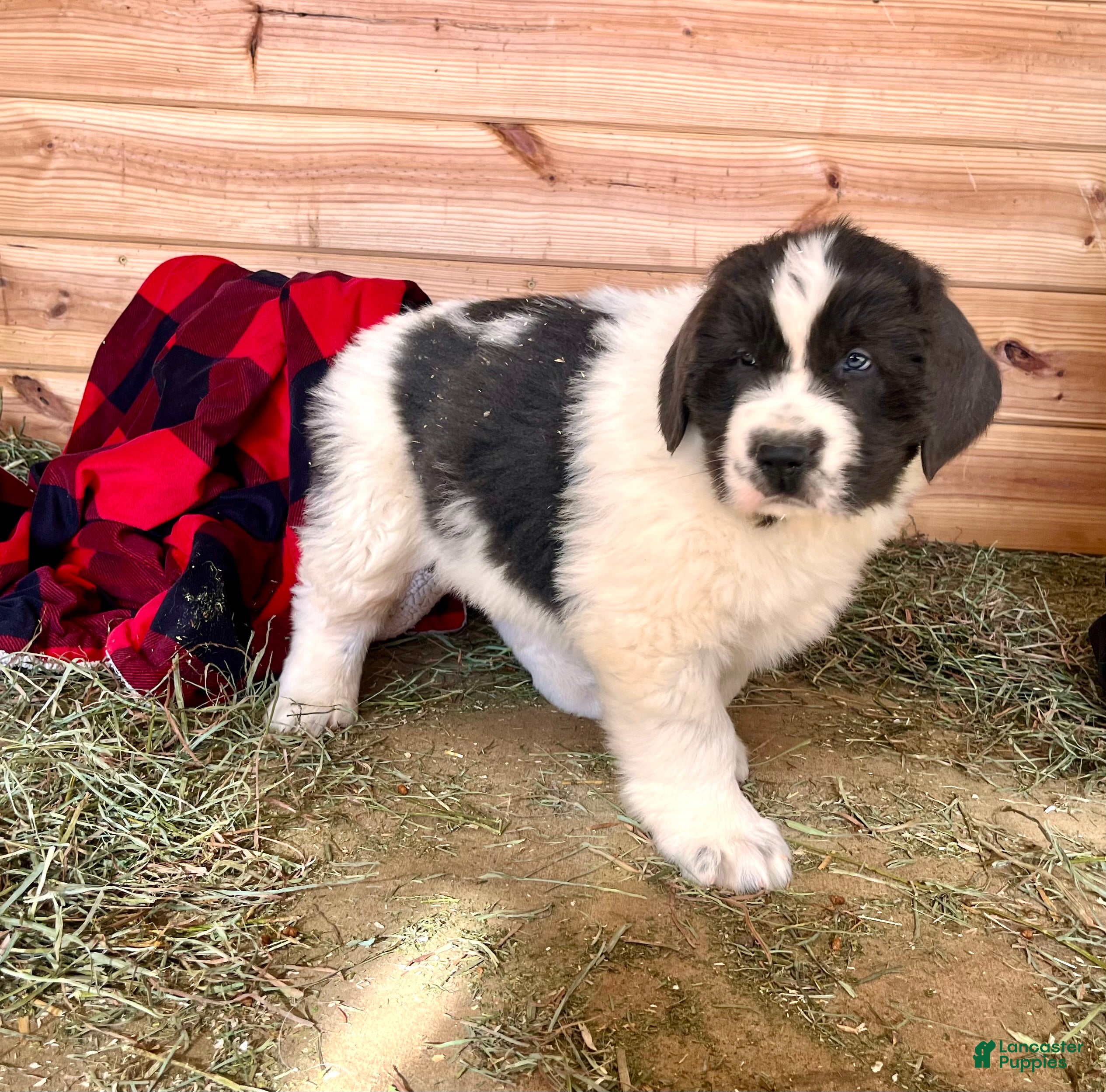 Newfoundland dogs Nero❤️🐾AKC Registered🐾❤️Call 223-346-6851 - Ad 4