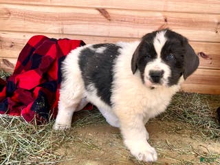 Newfoundland dogs Nero❤️🐾AKC Registered🐾❤️Call 223-346-6851 - Ad 12
