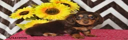 Miniature Dachshund dogs for sale: Asher - Ad 5