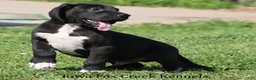 Great Dane dogs for sale: Milo - Ad 5
