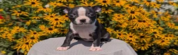 Boston Terrier dogs for sale: Twila  - Ad 4