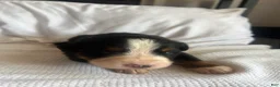 Bernese Mountain Dog dogs for sale: Salmon Female - Ad 2
