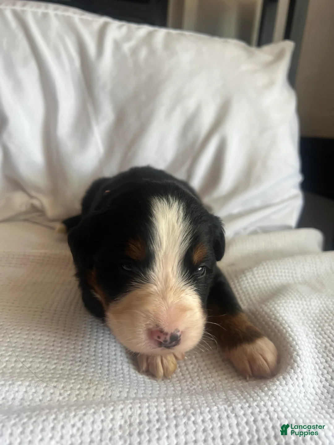 Bernese Mountain Dog dogs for sale: Salmon Female - Ad 2
