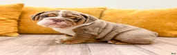 English Bulldog dogs for sale: Enzo - Ad 4