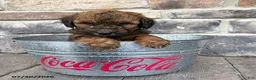 Whoodle dogs for sale: Monroe - Ad 3