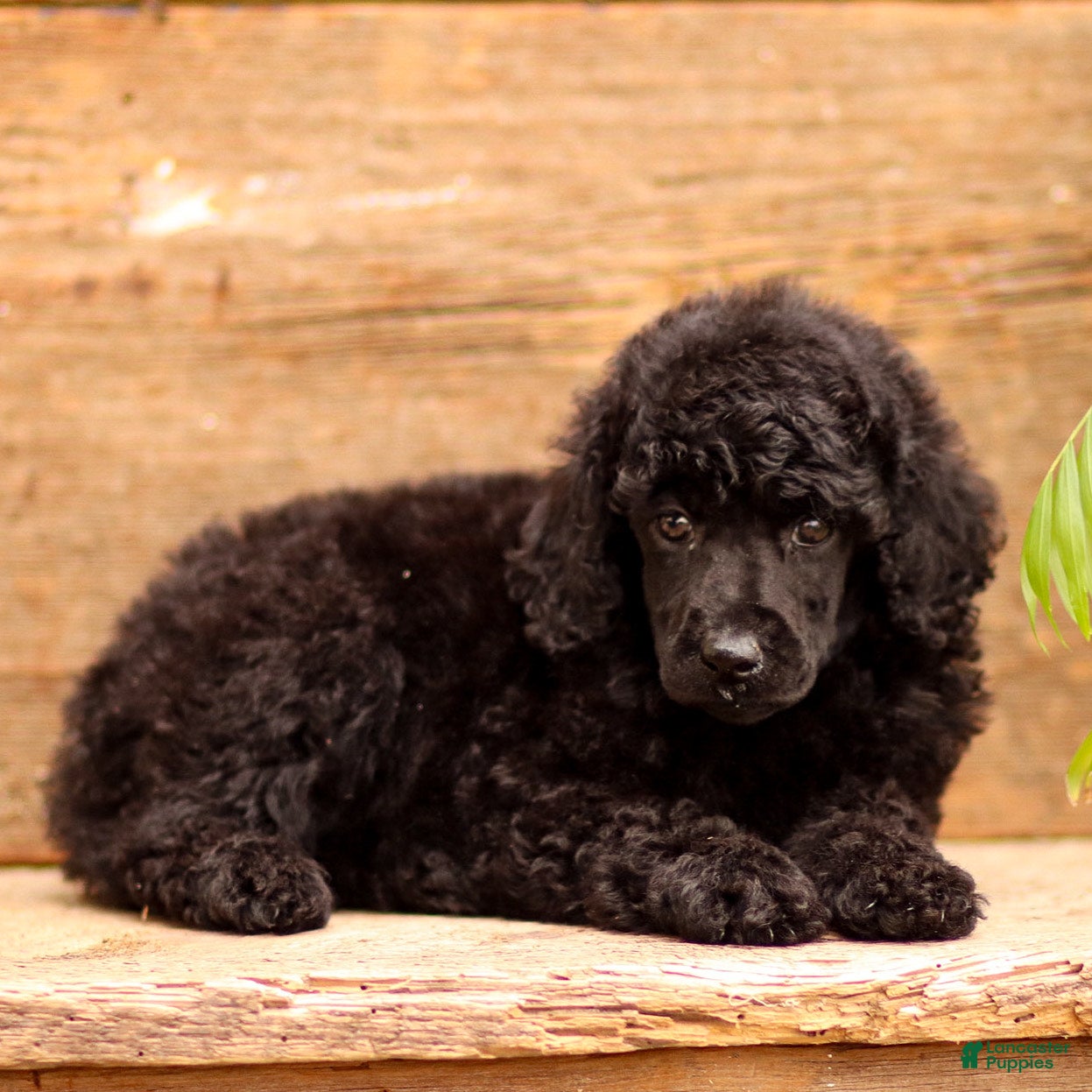 Standard Poodle dogs Darling - Ad 2