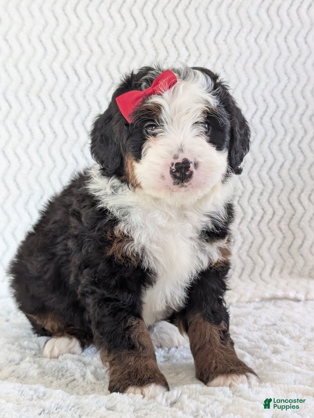 Mini Bernedoodle dogs for sale: Mini Jamie  - Ad 9