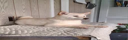 Shiba Inu dogs for sale: Tasha  - Ad 3