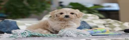 Maltipoo dogs for sale: Waffles - Ad 9