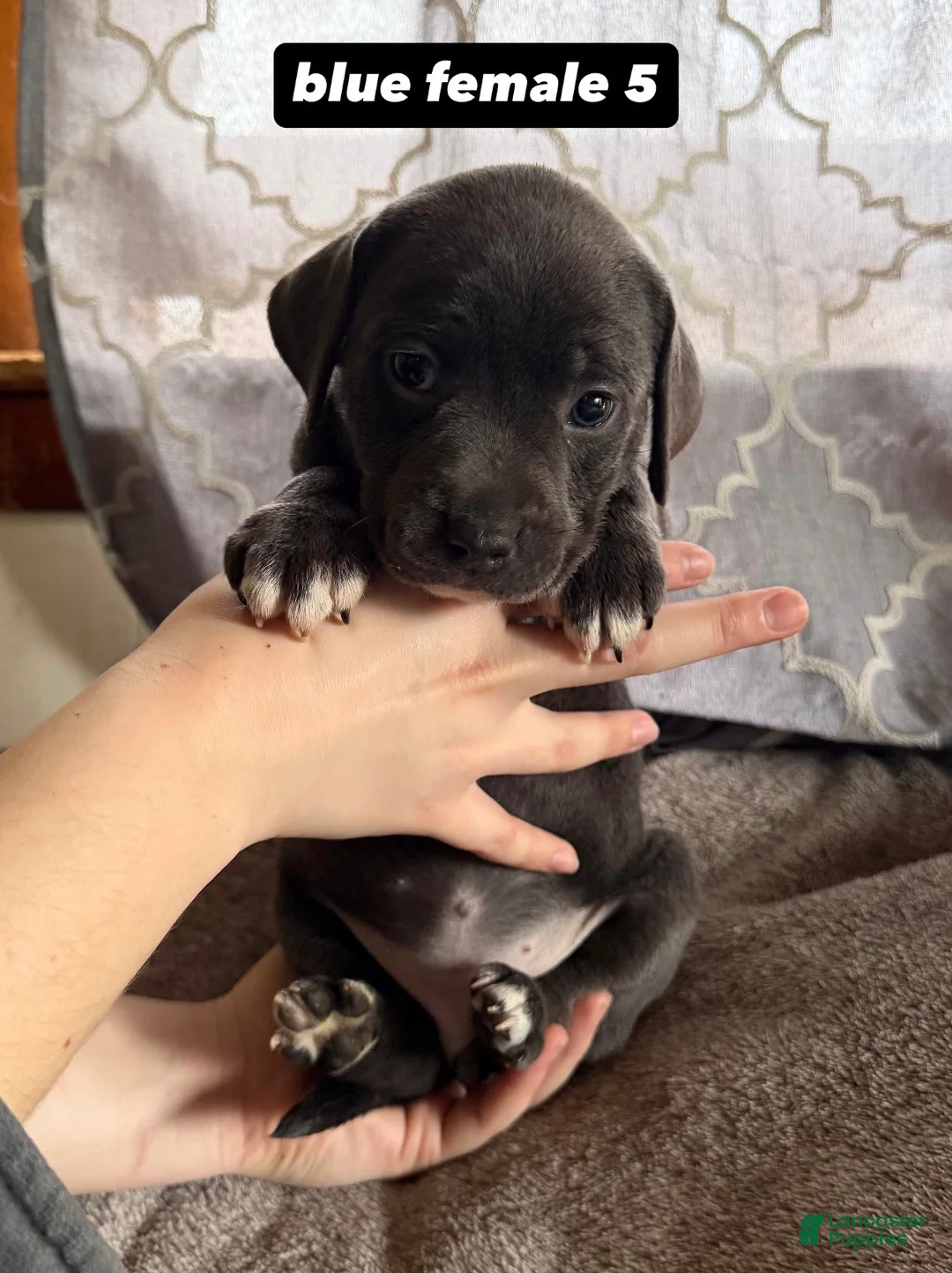 Mixed Breed dogs for sale: Puppy 5 - Ad 1