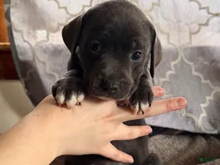 Mixed Breed dogs for sale: Puppy 5 - Ad 2