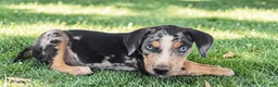 Catahoula Leopard Dog dogs for sale: MS 2026 Male 1 - Ad 4