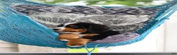 Bernese Mountain Dog dogs for sale: Caleb - Ad 3