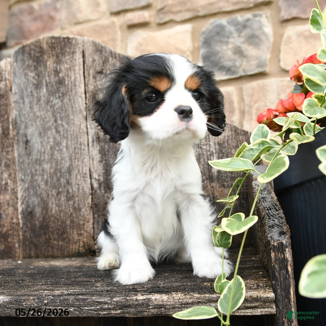 Cavalier King Charles Spaniel dogs for sale: Echo - Ad 1