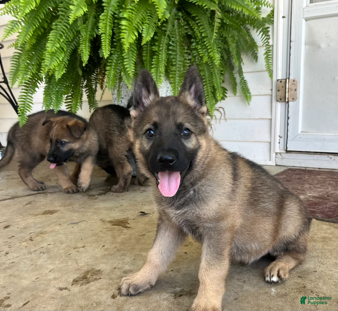 German Shepherd dogs for sale: Otto❤️AKC Working Lines🐾Call today - Ad 1