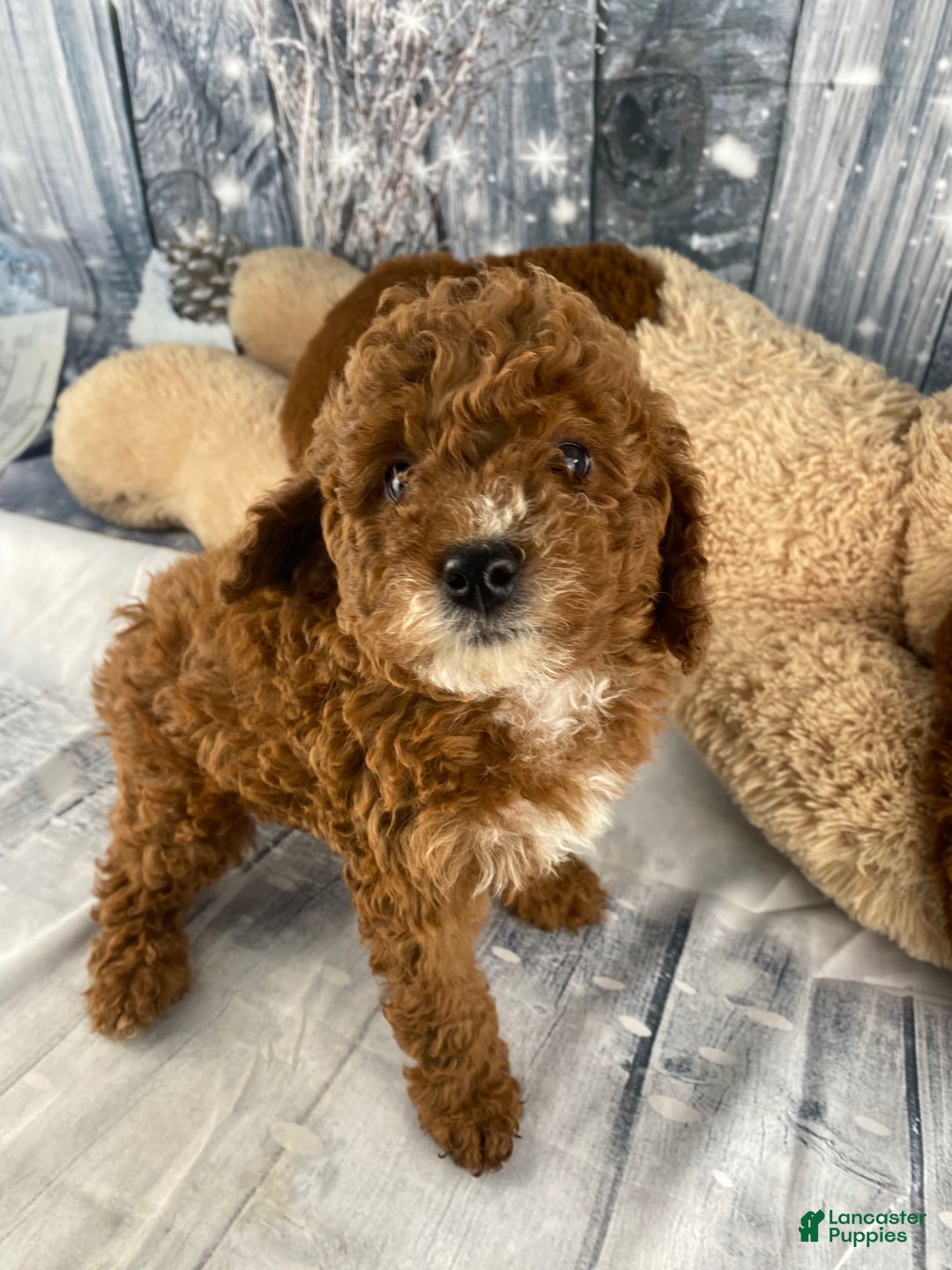Miniature Poodle dogs for sale: Frankie - Ad 1