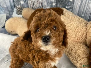 Miniature Poodle dogs Frankie - Ad 10