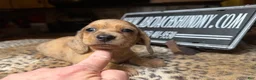 Miniature Dachshund dogs for sale: Smooth red brindle - Ad 2
