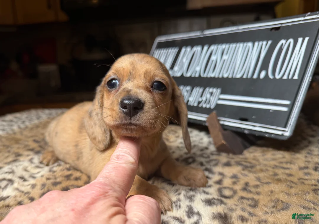 Miniature Dachshund dogs for sale: Smooth red brindle - Ad 2