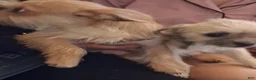 Chorkie dogs for sale: Little - Ad 4