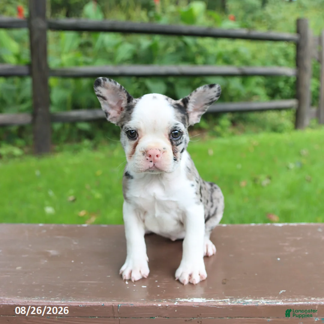 Frenchton dogs for sale: Kayla - Ad 5