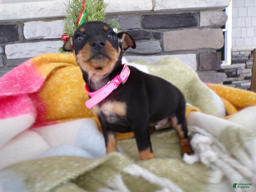 Miniature Pinscher dogs for sale: Miniature Pinscher Puppy 1 Lanie - Ad 2