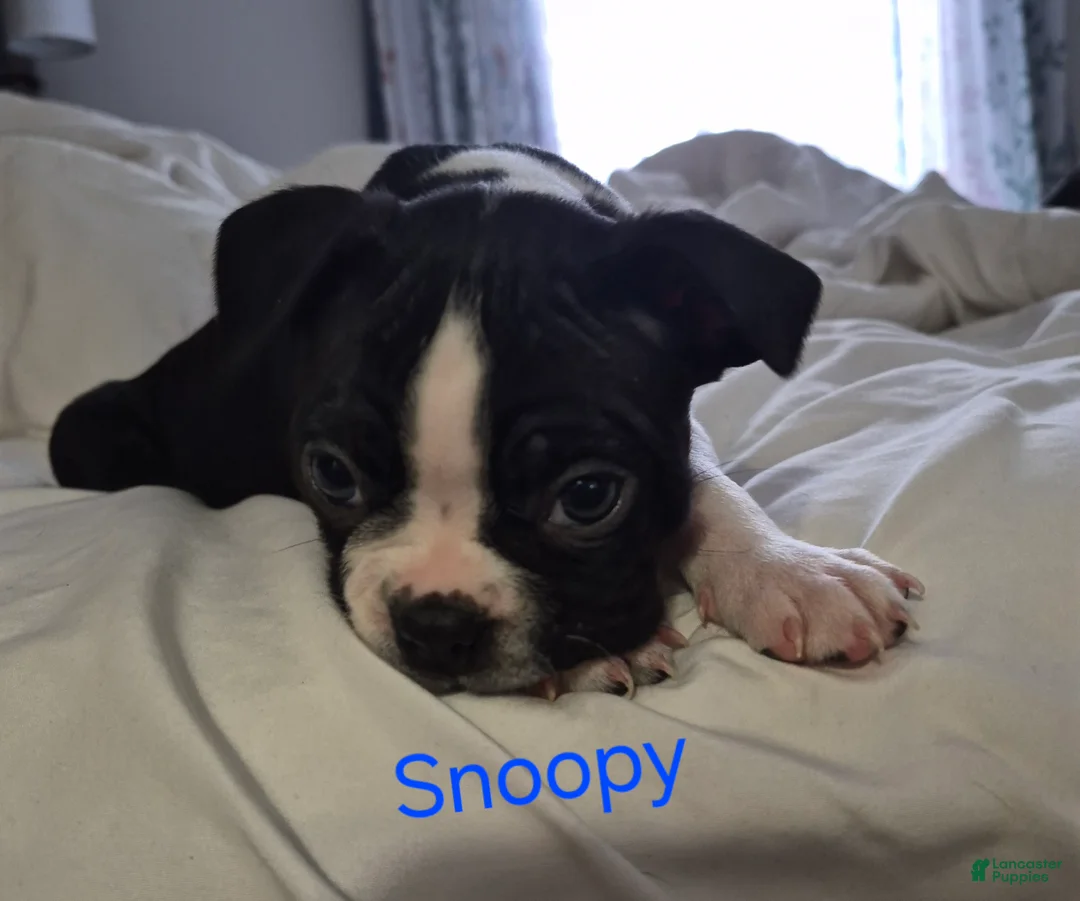 Boston Terrier dogs for sale: Snoopy - Ad 2