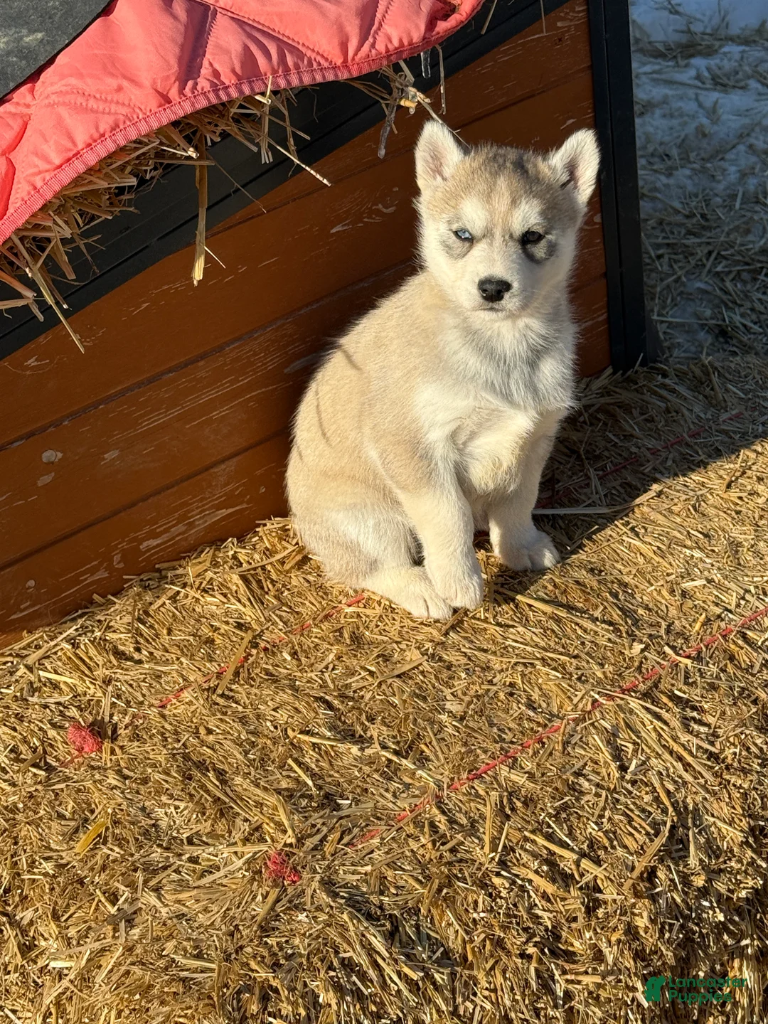 Siberian Husky dogs for sale: Zoe - Ad 11