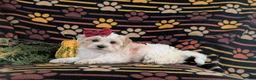 Maltipoo dogs for sale: Janie Hypoallergenic - Ad 4