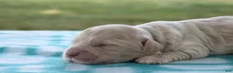 Mini Goldendoodle dogs for sale: Viking - Ad 6