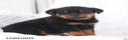 Rottweiler dogs for sale: Candy - Ad 5