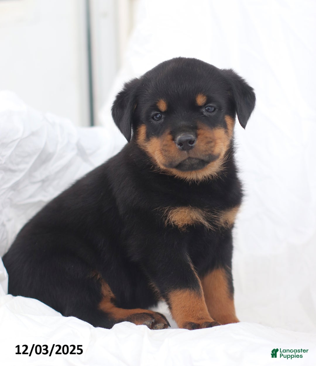Rottweiler dogs for sale: Candy - Ad 5