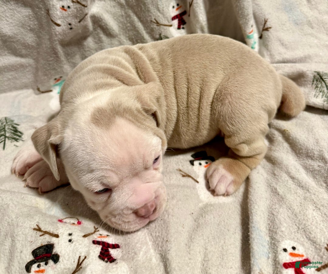 Olde English Bulldogge dogs for sale: John  - Ad 5