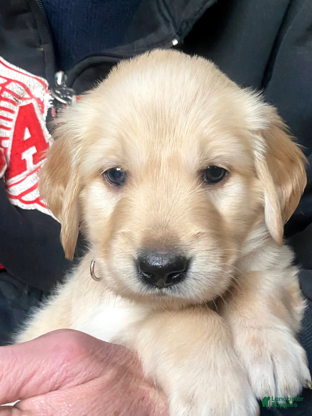 Golden Retriever dogs for sale: Golden Retriever Puppy 4 - Ad 1