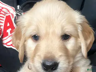 Golden Retriever dogs Golden Retriever Puppy 4 - Ad 7