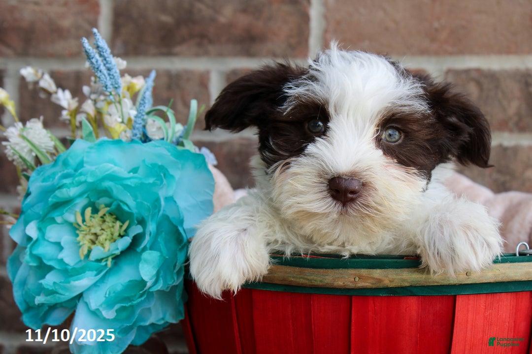 Miniature Schnauzer dogs for sale: Olive  - Ad 3