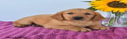 Golden Retriever dogs for sale: Candy - Ad 3