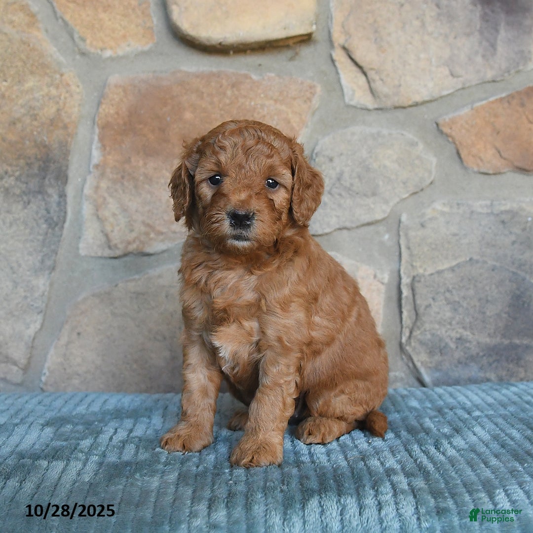 Mini Goldendoodle dogs for sale: Mia  - Image 1