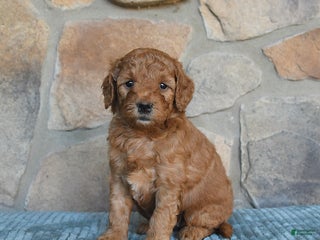 Mini Goldendoodle dogs - Ad 20