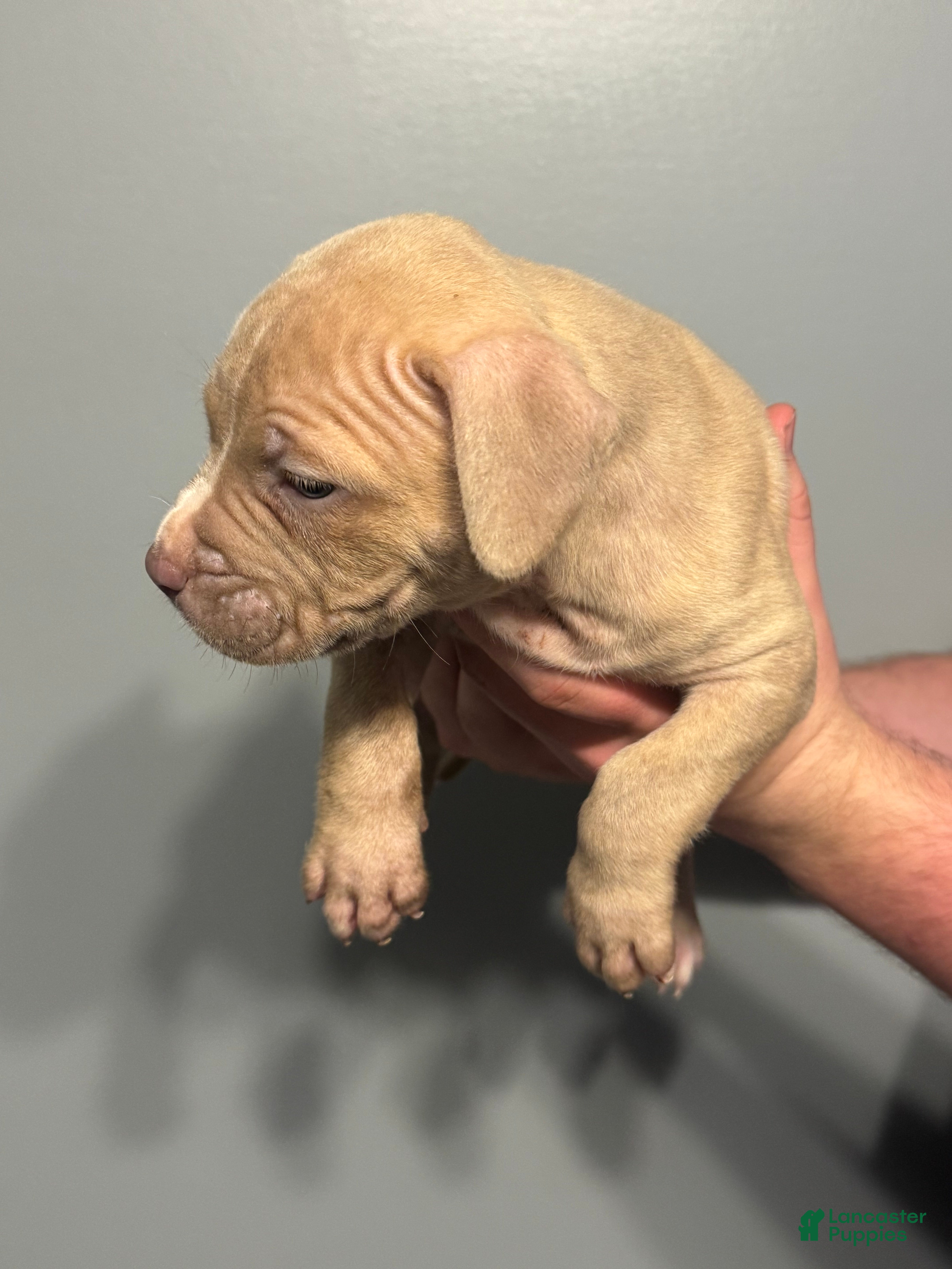 American Pit Bull Terrier dogs American Pit Bull Terrier Puppy 6 - Ad 4